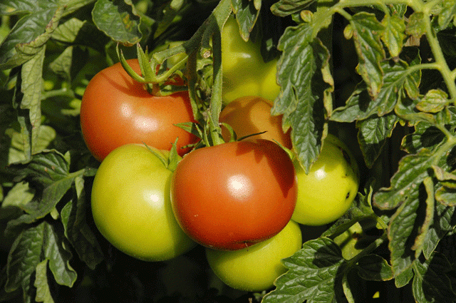 В Омской области собираются выращивать помидоры.