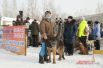 В Омске состоялись гонки на собаках