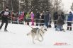 В Омске состоялись гонки на собаках