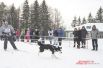 В Омске состоялись гонки на собаках