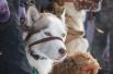 В Омске состоялись гонки на собаках