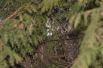 Несколкь сов выводят потомство до сих пор в Белоусовском парке