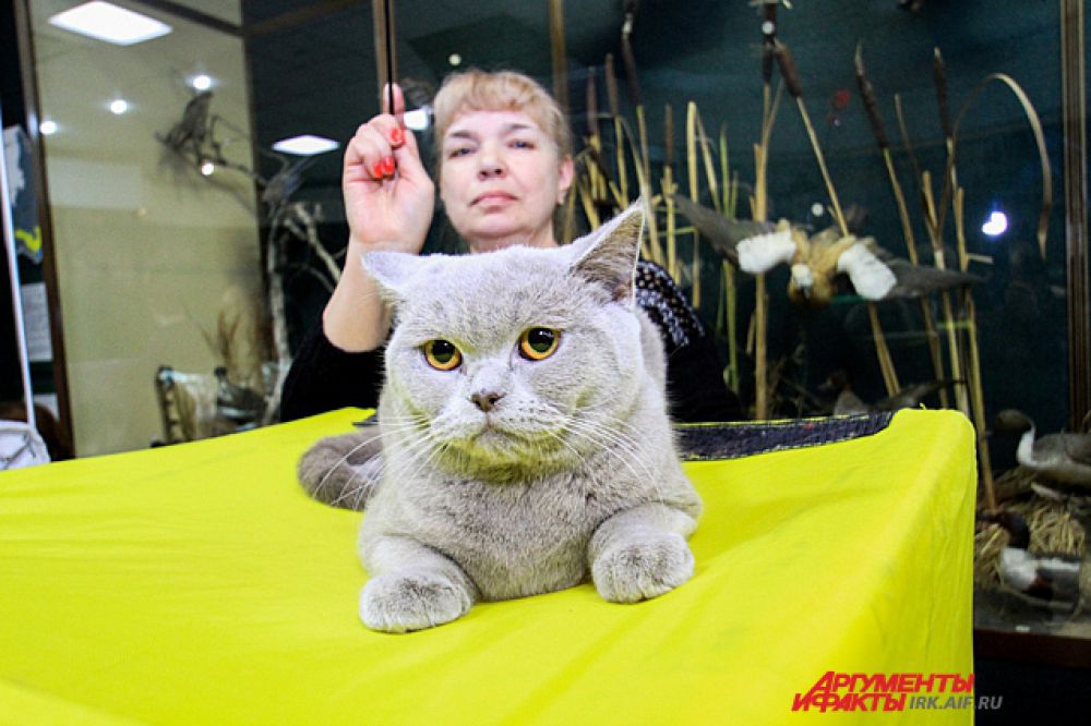 Вы все еще не уверены, видели ли вы когда-нибудь котов с улыбкой?