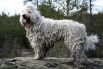 Комондор - достаточно необычная порода собак. Принадлежит к венгерским овчаркам. Тело ее покрыто густой белой шерстью, которая закручивается и напоминает дреды. Высота собак в холке - 70-80 см и больше. Вес 35-60 кг.