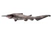 Акула-гоблин свое название получила за причудливую внешность: морда этой акулы заканчивается длинным клювовидным выростом, а длинные челюсти могут далеко выдвигаться. Крупнейшая известная особь достигала длины 3,8 метра и весила 210 кг.