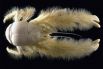 Краб-йети. Это новый вид крабов, открытый в южной части Тихого океана в 2005 году. Его клешни покрыты длинным бледно-желтым ворсом. Этот краб необычно большой, его особи достигают 15 см длиной. Живет на глубине 2 тысячи метров.