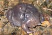 Пурпурная лягушка - разновидность большой земляной лягушки, которую открыли в 2003 году. На вид - кусок желеобразной массы пурпурного цвета. Лягушка примечательна маленькой головой с хоботом. Она часто встречается в Западных Гатских горах.