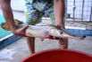 Панцирные щуки, или рыбы-аллигаторы, являются самыми крупными пресноводными рыбами, обитающими в водоемах Центральной и Северной Америки и острова Куба. Тело этих рыб покрыто панцирем из толстой и прочной чешуи.