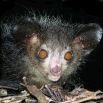 Мадагаскарская руконожка - самый большой в мире ночной примат.