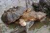 Название этой черепахи Matamata в переводе с испанского означает «я убиваю». Это создание с плоской головой и шеей, покрытой многочисленными выпуклостями, бородавками, и горбами...