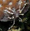 Морской паук-вампир из Антарктики обитает на дне океана. Его пищу составляют медлительные губки и морские моллюски, ползающие по дну. Высасывает соки из своих жертв с помощью трубчатого жала.