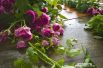 При транспортировке волгоградских роз, в отличие от европейских, не используются консерванты, замораживающие жизненные процессы в цветке.