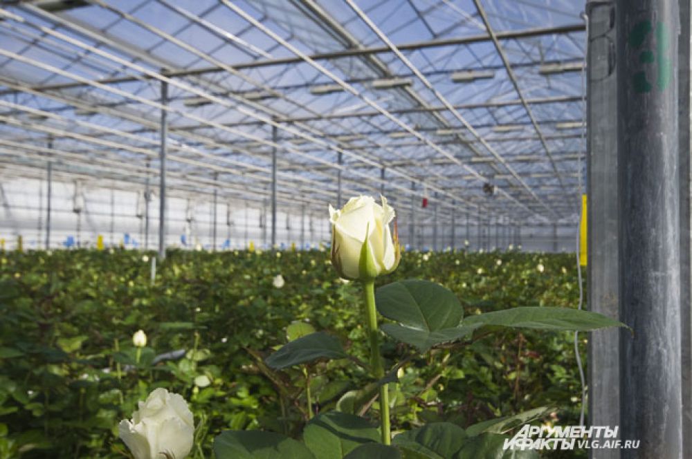 Розы, которые везут из Европы, специалисты называют гербарием.