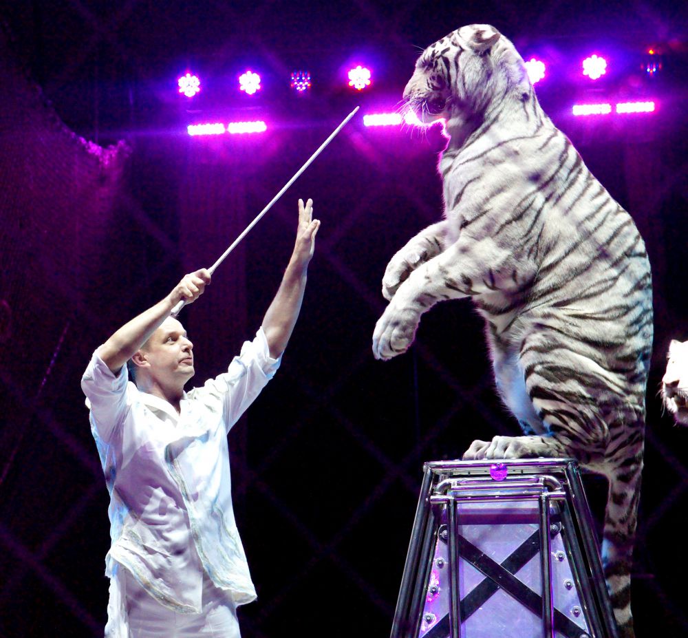 Дрессированные белые тигры Сергея Нестерова