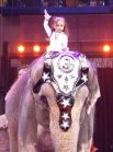 Аттракцион «Слоны» от семьи Гертнер из Германии. На фото самя юная артистка - ей недавно исполнилось 3 года.