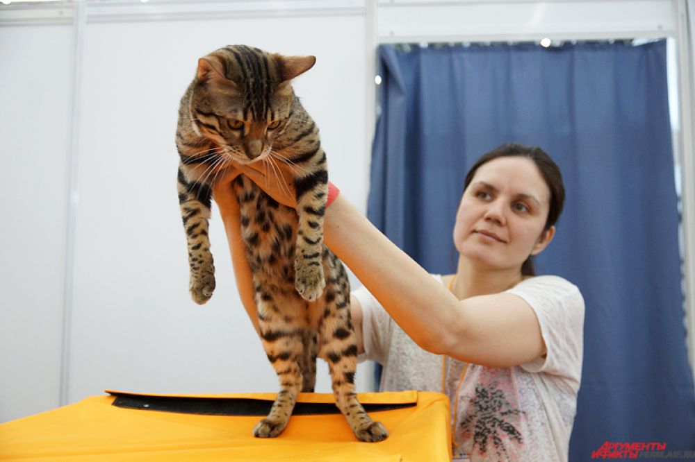 Бенгальская кошка.