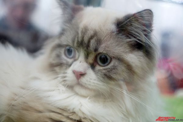 Международная выставка кошек «Кошкин дом» открылась в субботу, 7 марта, на территории Пермской ярмарки.