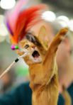 7 марта. Кошка абиссинской породы на Международной выставке кошек «Кэтсбург-2015» в Москве.