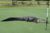 12 марта. Четырехметровый миссисипский аллигатор, который забрел на поле для гольфа в США.