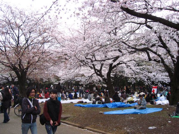 Национальный парк Синдзюкугёэн в Токио – одно из самых известных мест ханами. Здесь растут 1500 деревьев сакуры. Токийский парк Уэно также любим японцами: здесь цветут 1100 деревьев. 