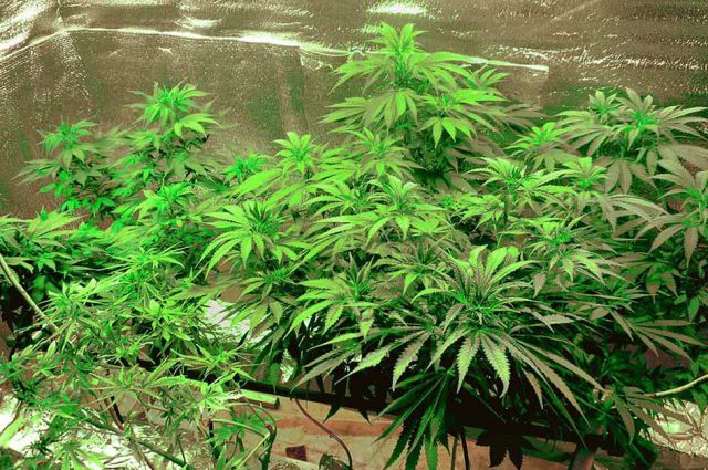 Липецк марихуана размер листьев конопли