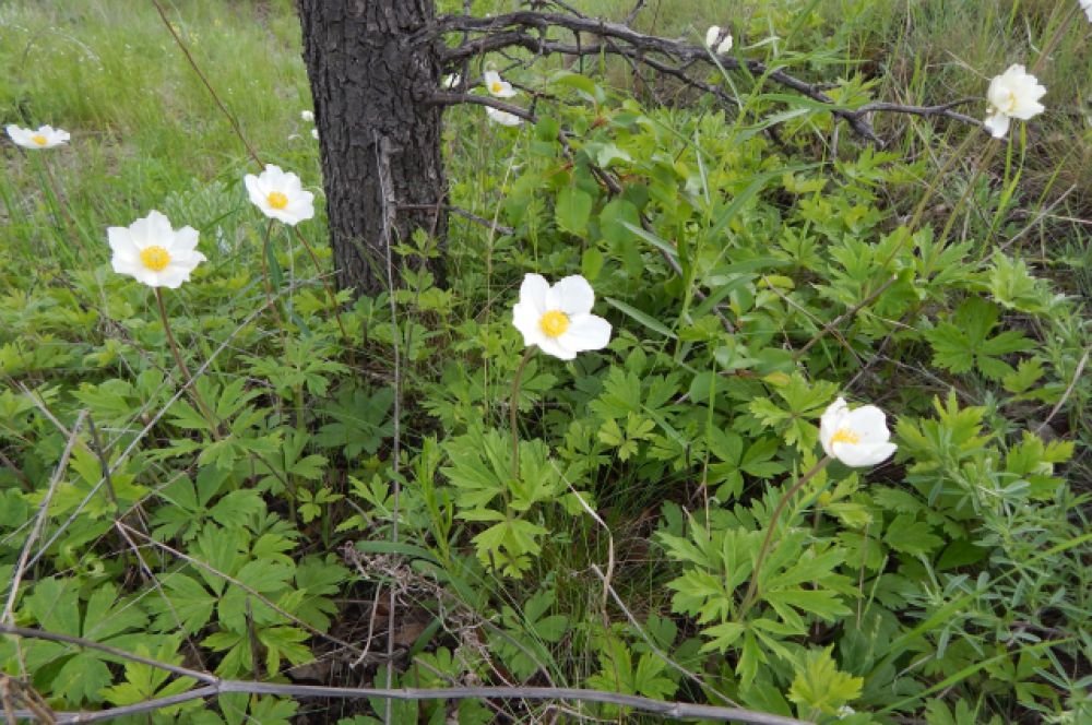 Ветреница лесная. Цветет с 1 по 25 мая. В Волгоградской области растет на территории природного парка «Щербаковский».