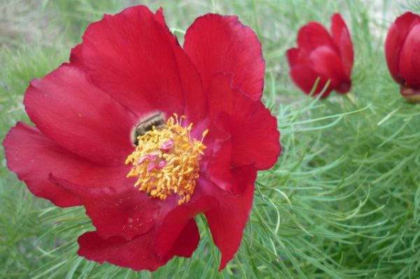 Пион тонколистный. Местное название – «лохмач». Занесён в Красную книгу. Цветёт в конце апреля – начале мая. В Волгоградской области растет на территории природного парка «Нижнехоперский».