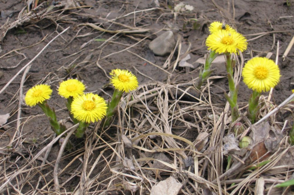 Мать-и-мачеха. Известное лекарственное растение. Цветет с марта по май. В Волгоградской области растет на территории природного парка «Щербаковский».