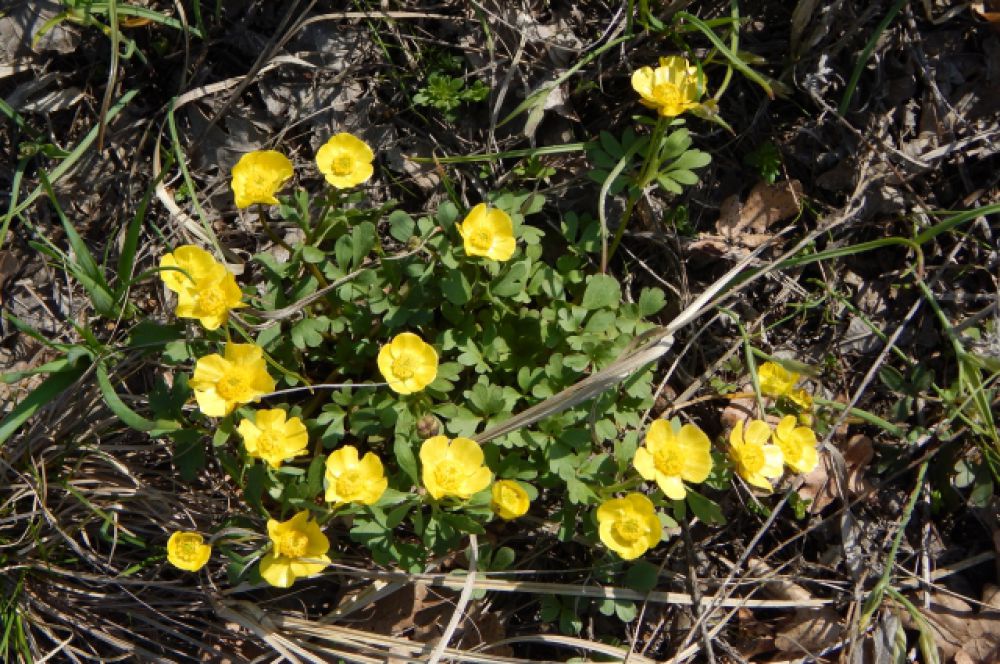 Лютик многокорневой. Цветет в апреле и мае. В Волгоградской области растет на территории природного парка «Щербаковский».