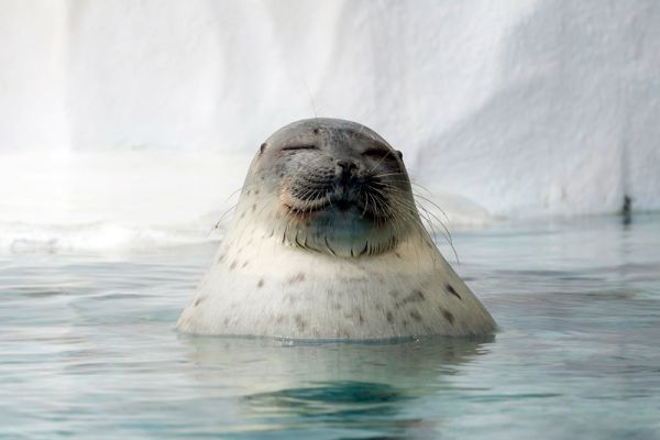 Помимо кольчатой нерпы под угрозой исчезновения еще 3 вида тюленей (морской заяц, гренландский тюлень и крылатка).