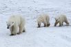 Полярные медведи, одни из самых приспособленных животных к жизни в Арктике, могут не пережить глобального потепления. Сегодня, согласно данным ученых, популяция мишек составляет около 22 тысяч особей, но что будет, если льды Арктики начнут таять? Ученые дают неутешительные прогнозы. 