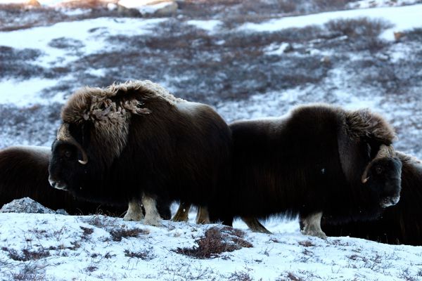 Под угрозой и самые крупные копытные Арктики – овцебыки.