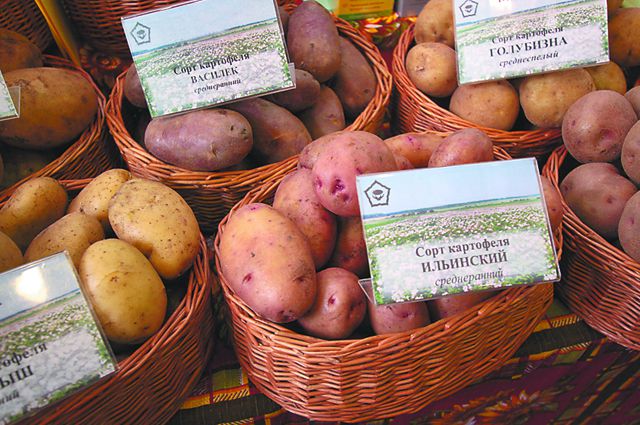 Выбор лучшего картофеля для посадки: ранняя или поздняя для идеального результата при варке или жарке. Характеристика и лучшие сорта