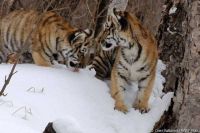 Тигрята, родившиеся в приморской тайге.