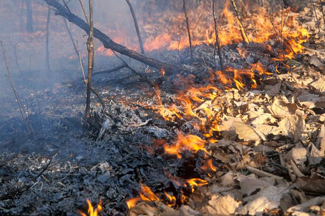 Опасность лесных пожаров может появиться при установлении тёплой сухой погоды.