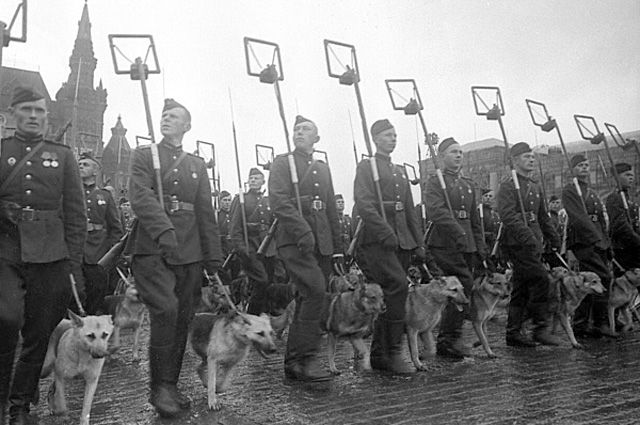 Минеры с собаками минно-розыскной службы на Параде Победы на Красной площади 24 июня 1945 года.