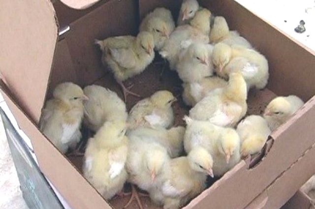 Цыплят раздадут малообеспеченным семьям.