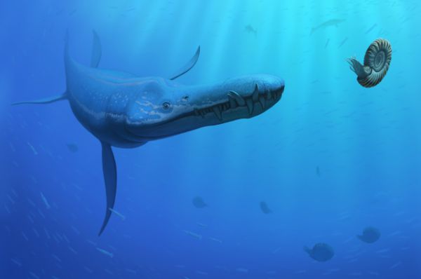 Лиоплевродон – один из самых крупных хищников Юрского периода. Он жил в морях на территории нынешней Европы.
