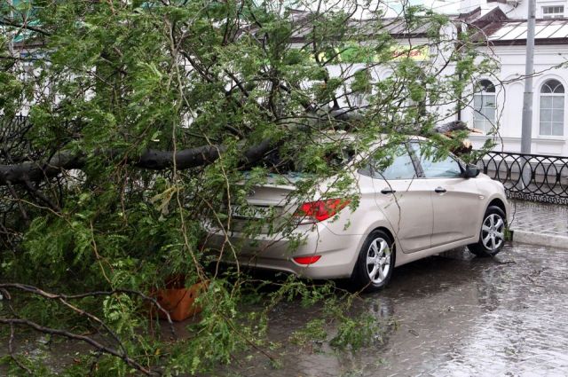 Автовладельцы не редко становятся потерпевшими от падения дерева.