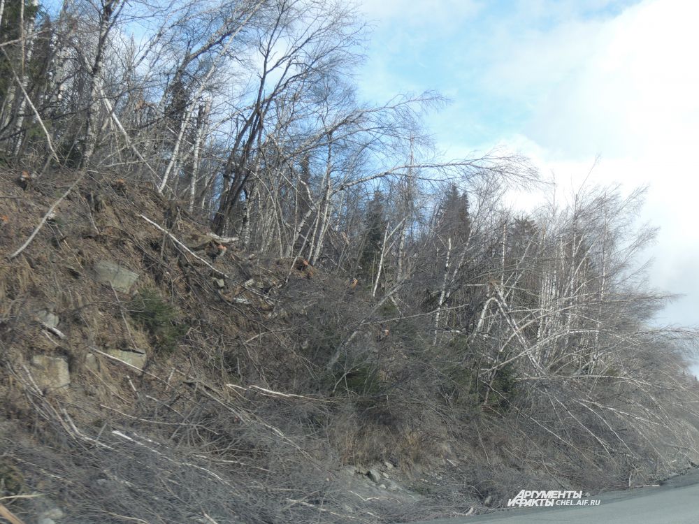 Несколько дней назад на западе региона бушевал сильнейший буран, поваливший лес.