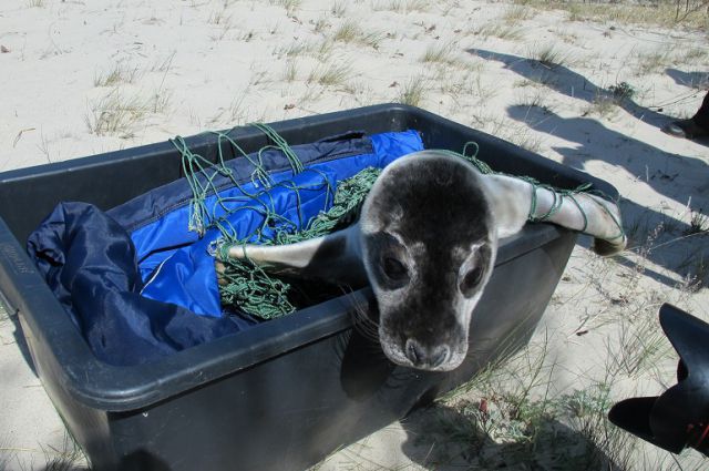 Молодой самец тюленя, которого решено было назвать Сережей, весит 15 кг.