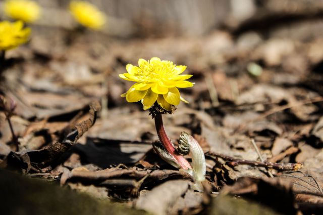 Весна в Приморье.