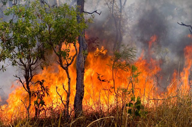 Первый в этом году в Омской области лесной пожар загорелся в Москаленском районе.