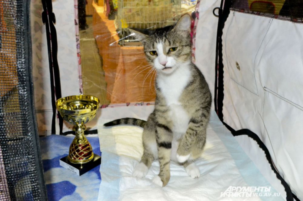 Беспородная домашняя кошка