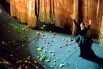 Бразильские граффити-художники Эдуардо Кобра (Eduardo Kobra) и Агналдо Брито (Agnaldo Brito) посвятили одну из своих работ Майе Плисецкой. Портрет (длина — 16 метров, ширина — 18 метров) находится на стене дома по адресу: г. Москва, ул. Большая Дмитровка, 16, корпус 2.