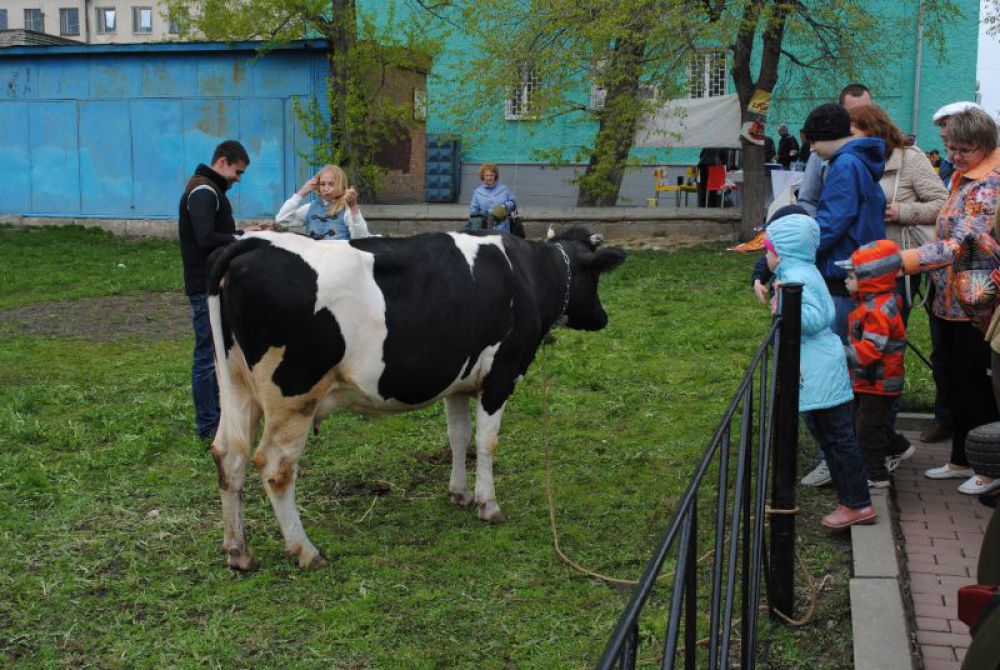 Тут же паслась корова