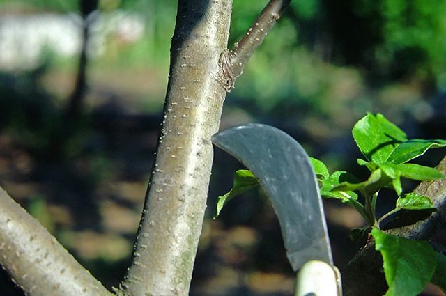 Полезная процедура бороздования коры плодовых деревьев: цель и необходимость