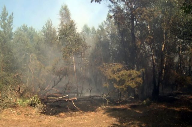 В июле прошлого года на Куршской косе выгорело 15 га леса.