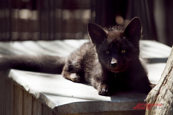 Это не щенок, а настоящий чёрный лисёнок!