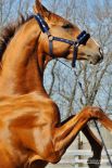 Конь Кристалл Будённовской породы - очень умный, легко поддаётся дрессировке.